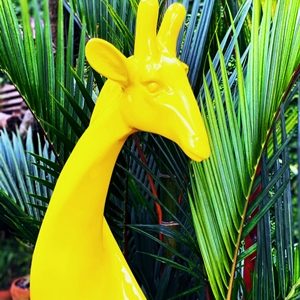 Girafe curieuse